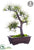 Long Needle Pine Bonsai - Green - Pack of 2