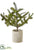 Pine Tree - Green - Pack of 2