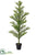 Norfolk Pine Tree - Green - Pack of 1