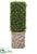 Boxwood - Green - Pack of 1