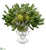 Echeveria, Protea - Green - Pack of 1