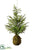 Hanging Pine Tree - Green - Pack of 2