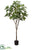 Michelia Alba Tree - Green - Pack of 2