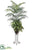 Areca Palm,  Pothos, Fern, Dieffenbachia - Green - Pack of 1