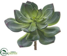Echeveria Pick - Green - Pack of 12