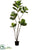 Fiddle Leaf Tree - Green - Pack of 2