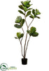 Silk Plants Direct Fiddle Leaf Tree - Green - Pack of 2