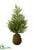 Hanging Pine Tree - Green - Pack of 2