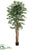 Lychee Tree - Green - Pack of 2
