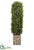 Boxwood - Green - Pack of 1