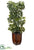 Schefflera Tree - Green - Pack of 1