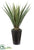 Agave - Green - Pack of 1