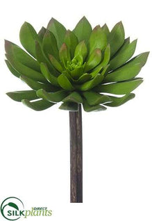 Echeveria Pick - Green - Pack of 12