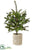 Pine Tree - Green - Pack of 2