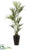 Kentia Palm - Green - Pack of 1