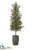 Podocarpus Tower Tree - Green - Pack of 1