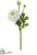 Ranuculus Spray - Yellow Green - Pack of 12