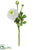 Ranuculus Spray - White Green - Pack of 12