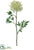 Queen Anne's Lace Spray - White Green - Pack of 12