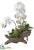 Phalaenopsis Orchid,  Succulent in Cement Log - White Green - Pack of 3