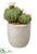 Silk Plants Direct Cactus - White Green - Pack of 6
