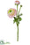 Ranuculus Spray - White Green - Pack of 12