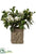 Gardenia Plant - Cream Green - Pack of 1