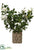 Gardenia - Cream Green - Pack of 1