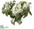 Lilac, Ranunculus - Cream Green - Pack of 1