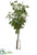Lilac, Twig - Cream Green - Pack of 1