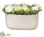 Rose, Hydrangea - Cream Green - Pack of 6