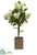 Peegee Hydrangea Topiary - Cream Green - Pack of 1