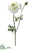 Ranunculus Spray - Cream Green - Pack of 6