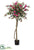 Bougainvillia Tree With 1194 Leaves - Beauty Green - Pack of 2
