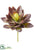 Agave Pick - Burgundy Green - Pack of 12