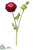 Ranunculus Spray - Burgundy Green - Pack of 6