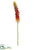 Red-Hot Poker Spray - Red Orange - Pack of 12