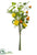 Ranunculus, Hydrangea - Yellow Orange - Pack of 6