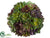 Succulent Ball - Green Burgundy - Pack of 4