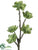 Echeveria Plant - Green - Pack of 6