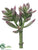 Senecio Pick - Green Mauve - Pack of 24