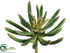 Silk Plants Direct Succulent - Green Burgundy - Pack of 24
