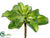 Sedum Plant - Green - Pack of 12