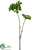 Sedum Spray - Green - Pack of 12