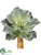 Ruffle Sedum Plant - Green Gray - Pack of 12