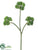 Sedum Spray - Green - Pack of 24