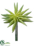 Silk Plants Direct Starburst Succulent Pick - Green Gray - Pack of 12