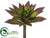 Succulent Pick - Green Brown - Pack of 12