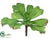 Ruffle Sedum Spray - Green - Pack of 12