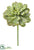Aeonium Pick - Green Frosted - Pack of 12
